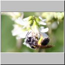 Andrena propinqua - Sandbiene w02e 10mm - OS-Hasbergen Waldwiese det.jpg
